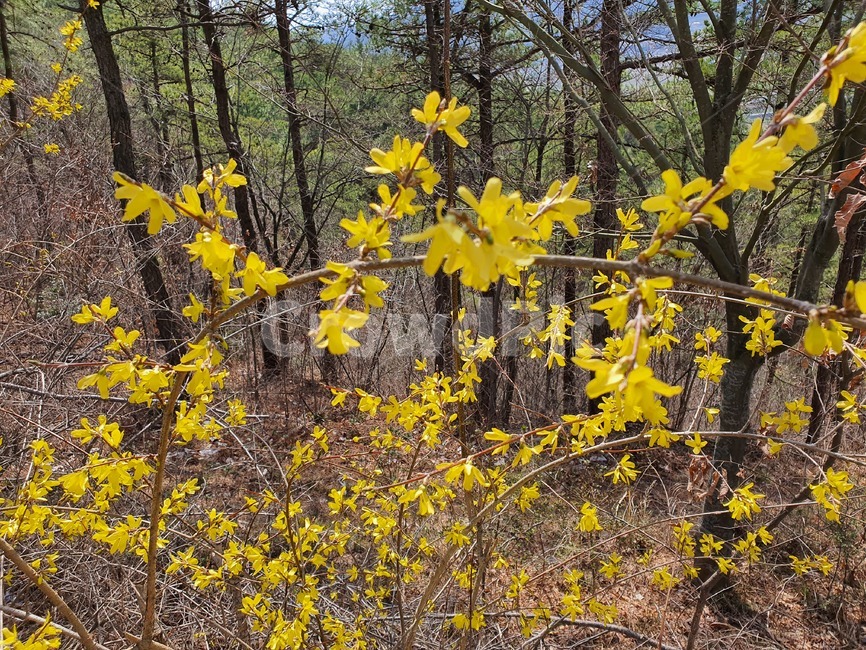 개나리,plant,등산,봄,노랑,나무,tree,잎