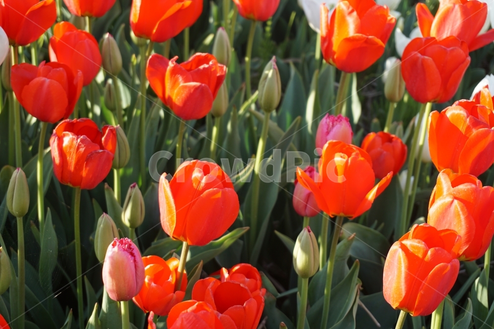꽃,봄,튤립,계절,자연,식물,자연,plants,nature,꽃,flower