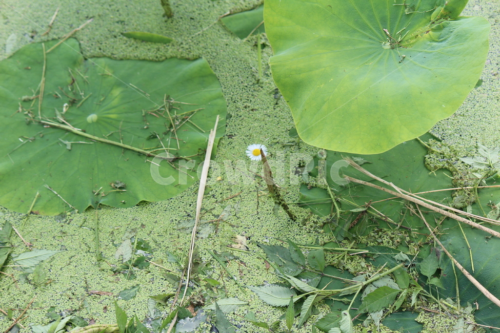연잎,물레방아,물,봄,여름,개구리,왕눈이,식물,자연,plants,nature