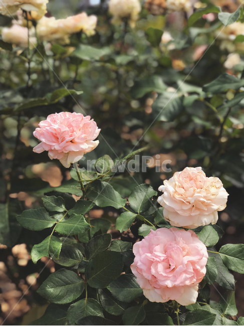 꽃,장미,장미꽃,자연,flower,꽃밭,nature,분홍,핑크,식물,자연,plants,nature,꽃,flower