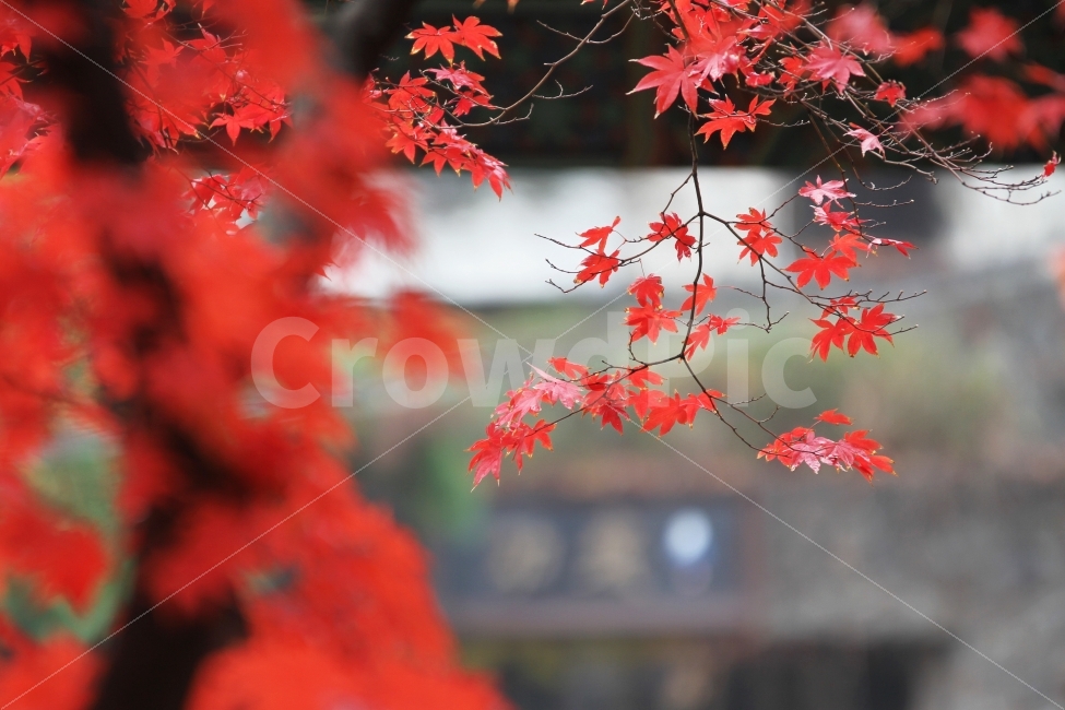 단풍잎,단풍,가을사진,가을,감성사진,가을,계절,fall,autumn,season,식물,자연,plants,nature,plant,leaf,잎,tree,나무