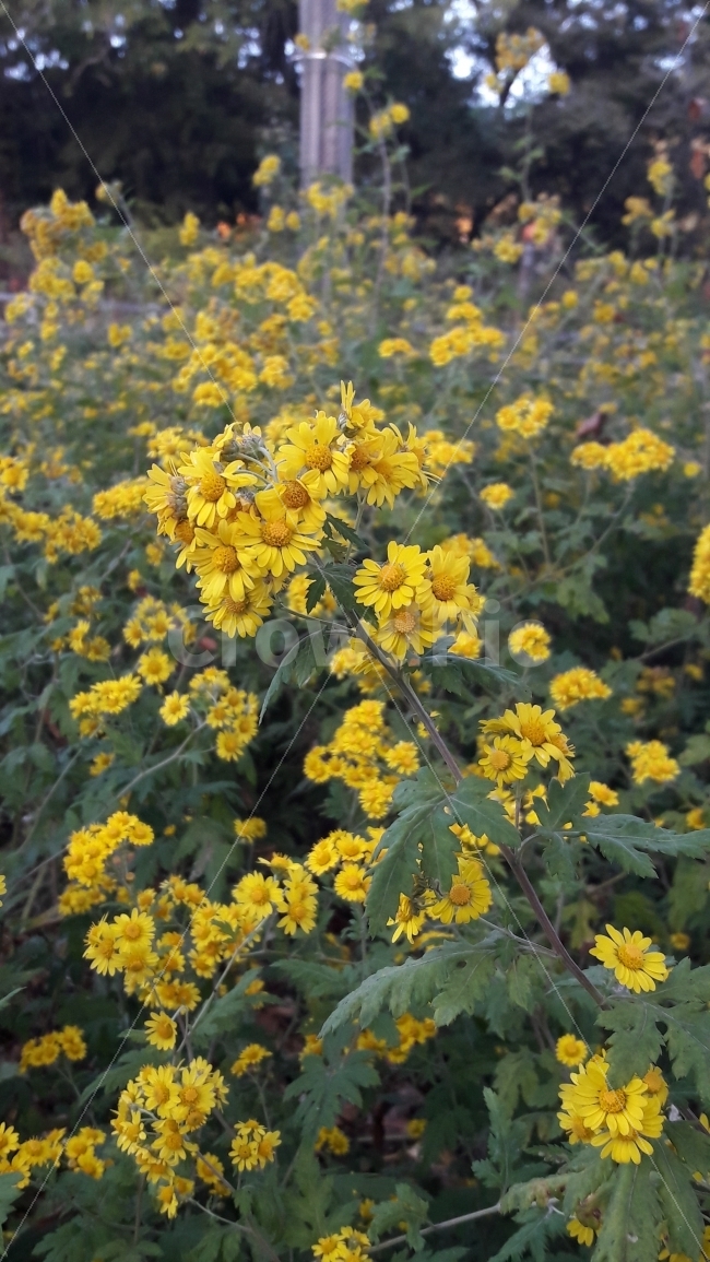 가을,국화,대공원,꽃,노랑,식물,자연,plants,nature,꽃,flower