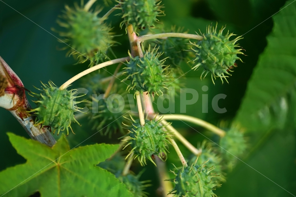 독말풀,식물,열매,씨앗,과일,자연,fruit,seed,nature,landscape,풍경,plant,plants,snap,snapshot,스냅,스냅사진,스넵,스넵사진,뾰족한,뾰족하다,뾰족뾰족,식물성,독성,datura,꽃봉오리,줄기,귀화식물,외래종,한해살이풀,잡초,한국의자연,한국자연,korea,식물,자연,plants,nature