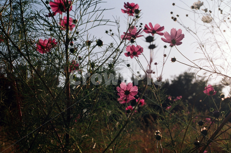 꽃,빨간꽃,분홍꽃,코스모스,가을,가을하늘,가을감성,가을,계절,fall,autumn,season,식물,자연,plants,nature,꽃,flower,geranium,제라늄,blossom,plant