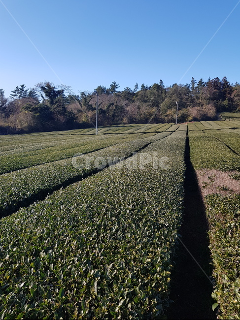 녹차밭,녹색,녹차,시골,나무,자연,풍경,nature,landscape,ground,바닥,outdoors,옥외
