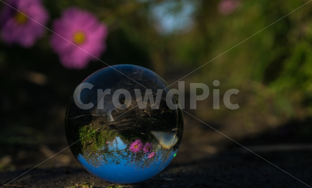 꽃,코스모스,가을,유리구슬,푸른하늘,맑음,GLASSBALL,glassballphoto,유리구슬사진,다른시선,cosmos,flower,sony,sonya7,소니,소니a7,사물,물건,오브젝트,thing,object,matter