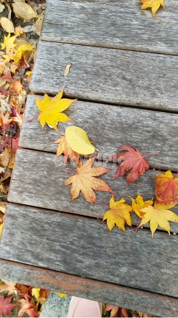 가을,낙엽,단풍잎,fallenleaves,maple,leaf,벤치,감성,식물,plant,autumn,나뭇잎,fall,10월,11월