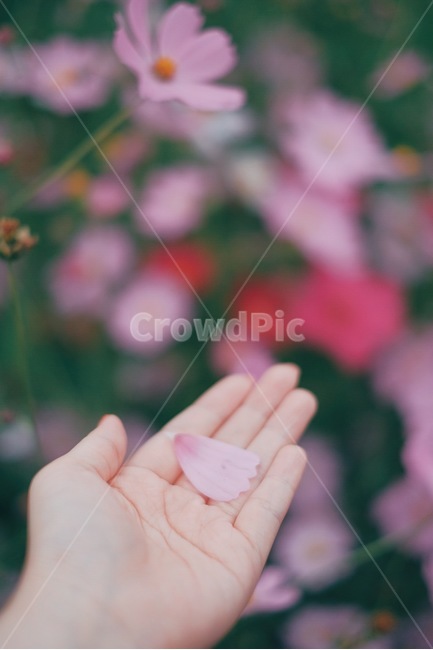 코스모스,가을,꽃,손,감성사진,꽃잎,가을,계절,fall,autumn,season,꽃,flower,사람,인물,인간,human,person,신체일부,몸,body,감성,sensible,feeling,finger,손가락