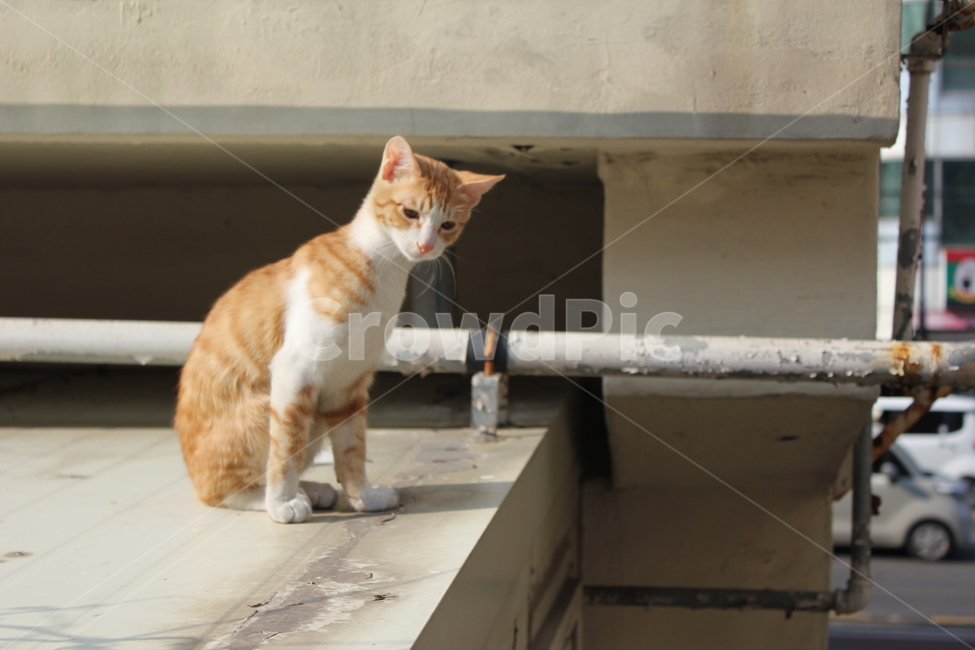 고양이,cat,길냥이,길고양이,야옹이,동물,animal,포유류,mammal,고양이,cat,kitten,kitty