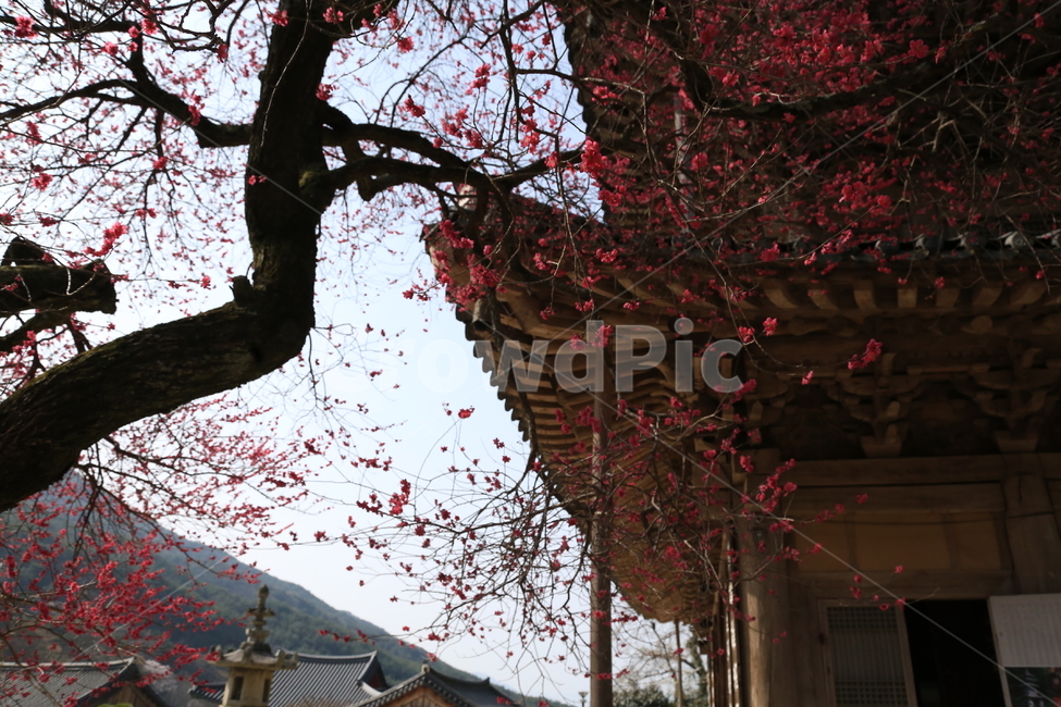구례,화엄사,각황전흑매화,매화,꽃,봄,계절,spring,season,한국전통,한국문화,korean traditional,korean culture,식물,자연,plants,nature,나무,trees,wood,종교,신앙,religion,belief,faith,건축물,건물외관,exterior,building,structure,architecture,construction