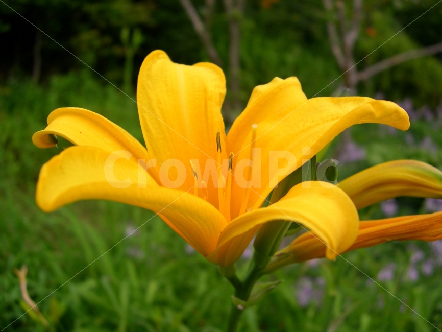 원추리,원츄리,꽃,식물,플라워,flower,식물,자연,plants,nature,꽃,flower