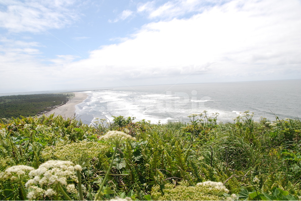 하늘,바다,파도,해변,꽃,sky,sea,wave,beach,flower