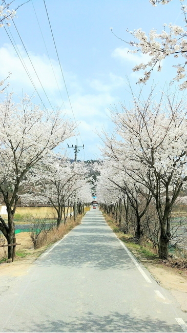 길,벚꽃,옥천벚꽃길,예쁜길,옥천벚꽃