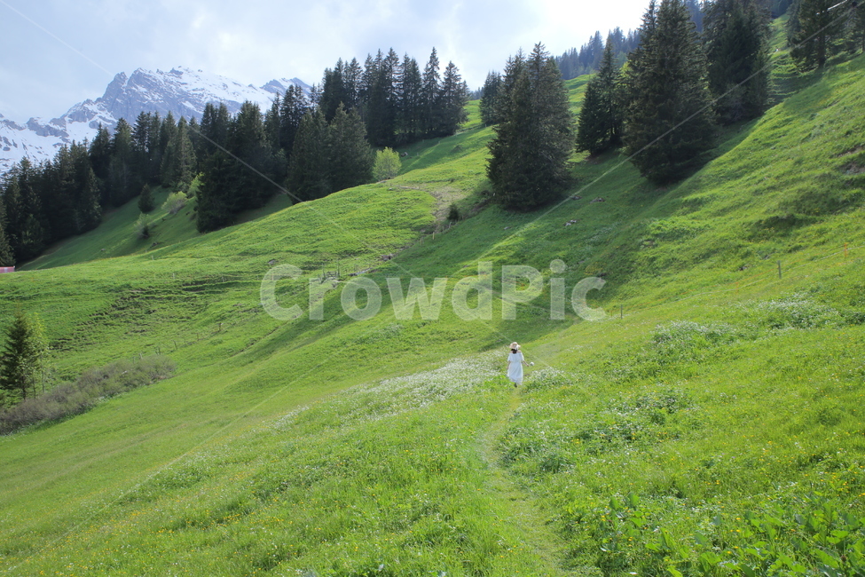 들판,스위스,field,들,전나무,자연,outdoors,옥외,grassland,목초지,nature,abies,아비,tree,나무,plant,식물,자연,풍경,nature,landscape