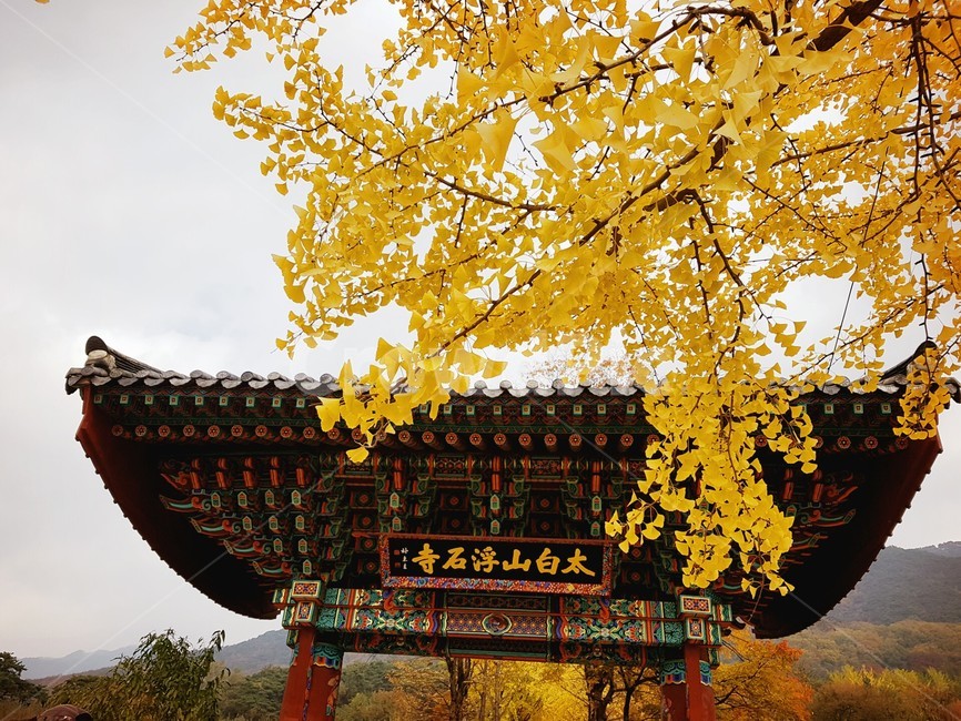 부석사,은행나무,은행잎,은행단풍,은행나무단풍,가을,단풍,부석사은행나무,자연,절,힐링,치유,분위기,가을분위기,계절,아름다운,아름다운절,한국적인,우리나라,fall,buseoksatemple,ginkgo,temple,healing