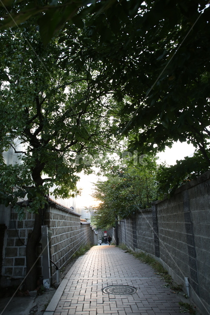 안국,한옥거리,담장,한옥마을,기와,나무,감성사진,자연,풍경,nature,landscape,garden,정원,outdoors,옥외,arbour,정자,path,통로,walkway,보도,flagstone,판석