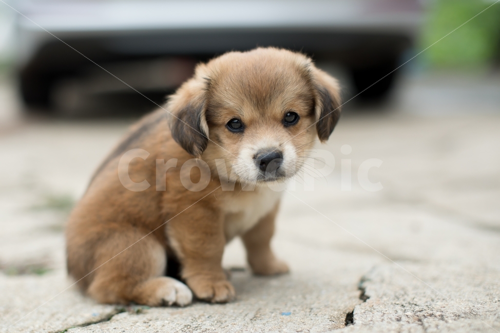 동물,강아지,반려견,개,dog,동물,animal,포유류,mammal,개,강아지,dog,doggy
