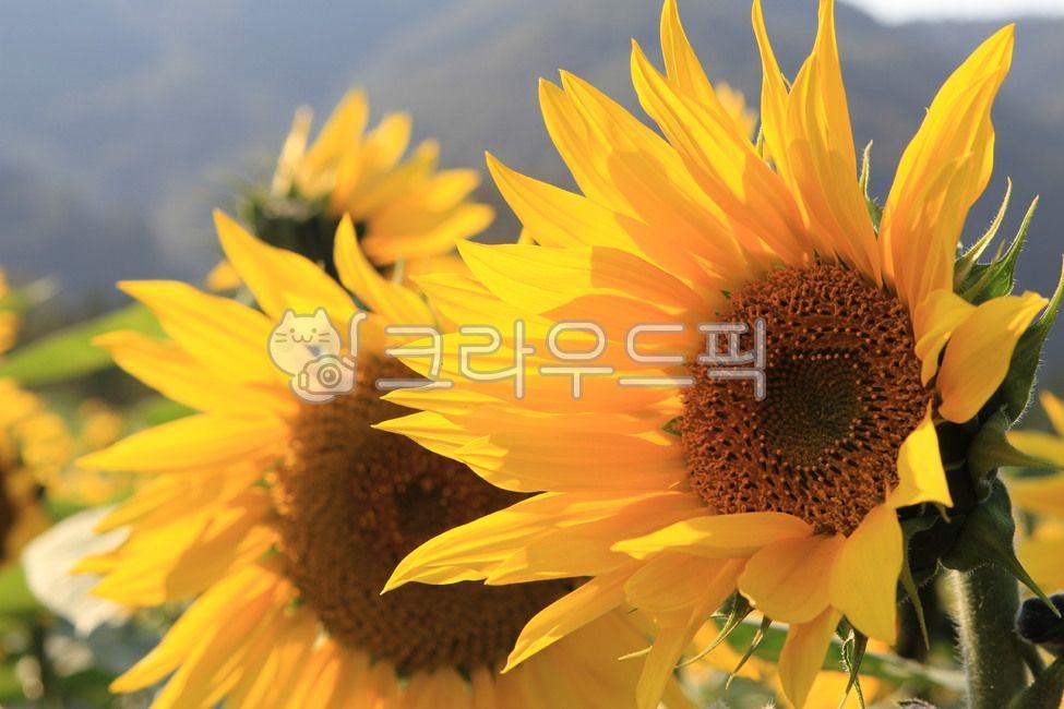 sunflower,해바라기밭,sunflowerfield,sunflowerflower,해바라기꽃,해바라기,가을