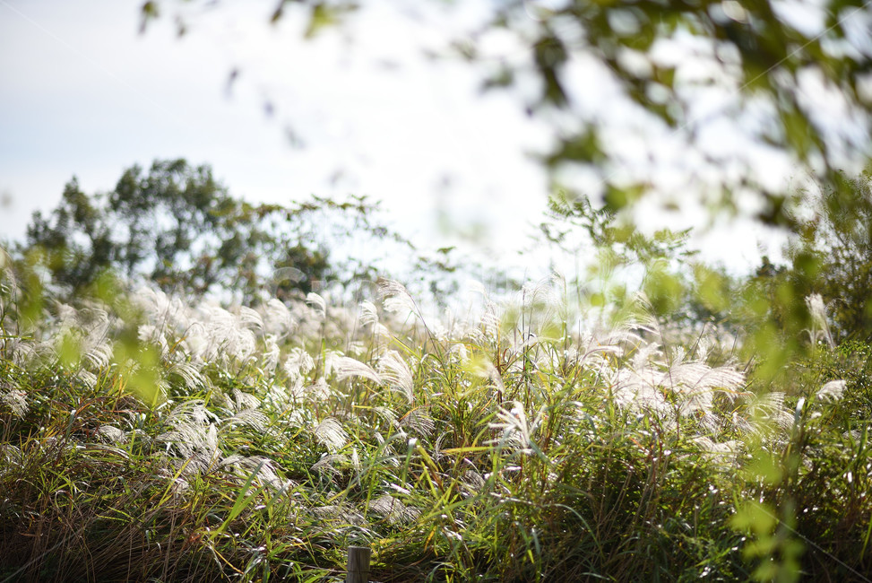 식물,풍경,나무,자연,풀,가을,계절,fall,autumn,season,식물,자연,plants,nature,grass,잔디,plant