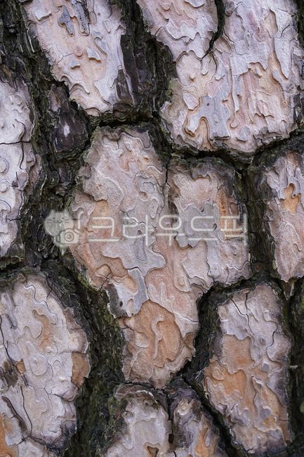 나무,나무줄기,소나무,소나무패턴,소나무무늬,treetrunk,tree,plnat,식물,패턴,질감,배경