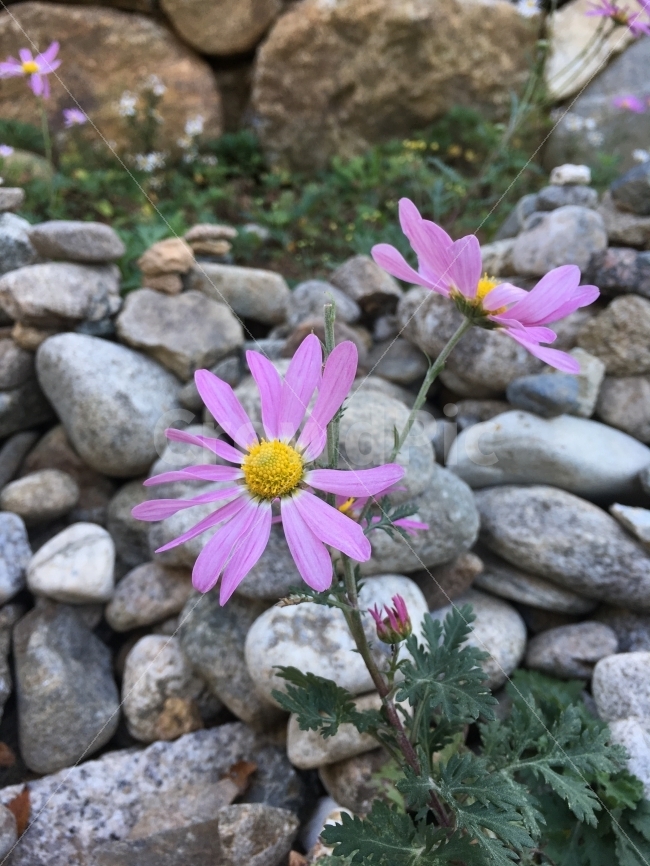 꽃,분홍꽃,예쁜꽃,플라워,이름몰라,식물,자연,plants,nature,꽃,flower