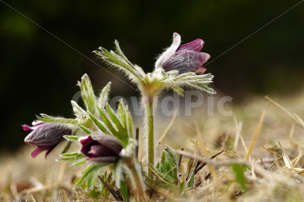 할미꽃,꽃,플라워,봄,자연,식물,flower,spring,nature,접사,macro,클로즈업,closeup,tree,숲,숲속,산림,삼림,조경,plants,봄꽃,감성,힐링,풍경,landscape,식물,자연,plants,nature,꽃,flower