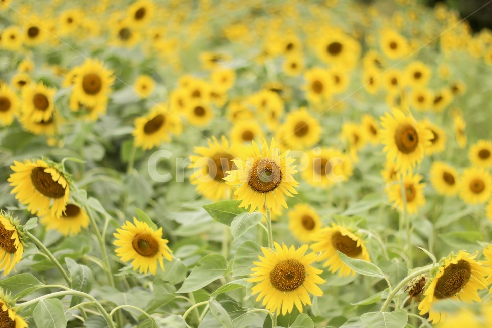 해바라기,여름,꽃,꽃밭,축제,식물,자연,plants,nature,꽃,flower