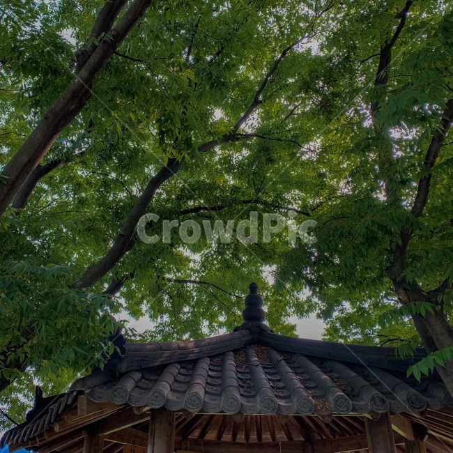 자연,나무,배경,감성,초록색