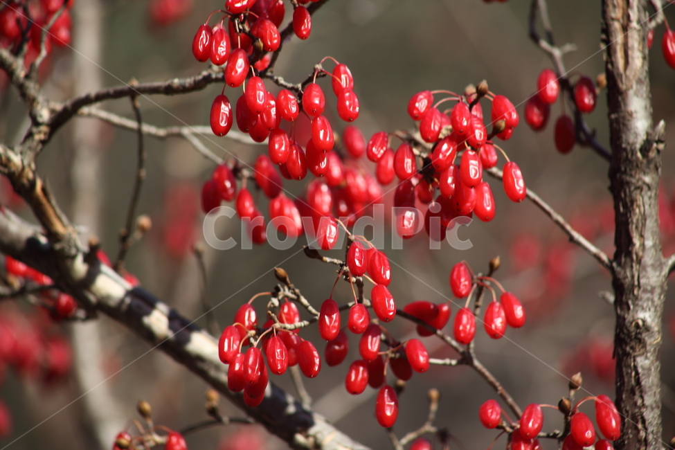 산수유,열매,빨강,가을,japanesecorneliancherry