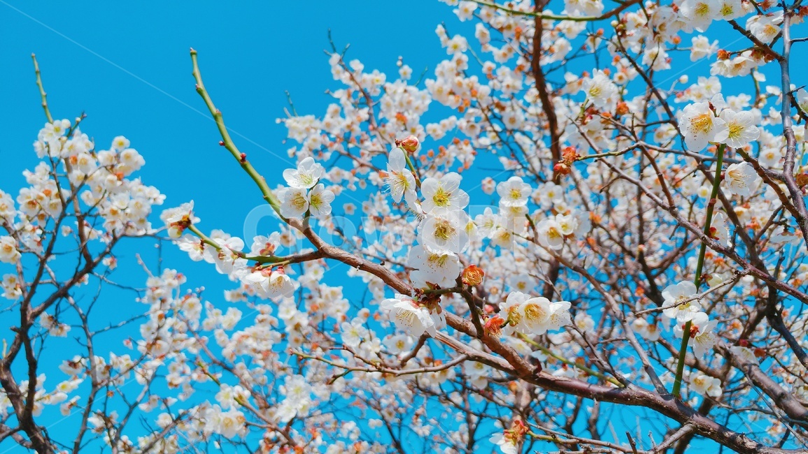 매화,매화꽃,봄꽃,봄,꽃,하늘,flower,plum,spring,sky,벚꽃,매화나무,식물,자연,nature