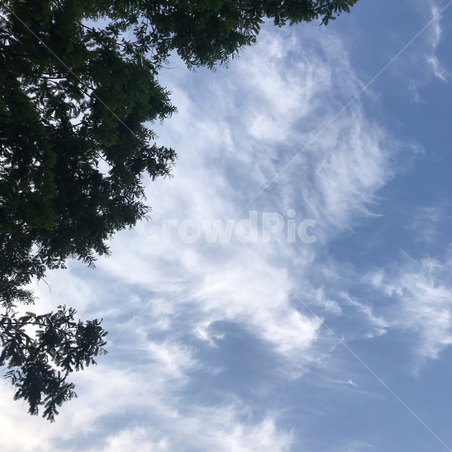 하늘,구름,자연,나무,tree