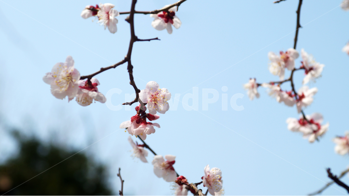 벚꽃,꽃,봄,정서,따뜻함,나뭇가지,봄,계절,spring,season,식물,자연,plants,nature,꽃,flower,plant,blossom,cherry blossom
