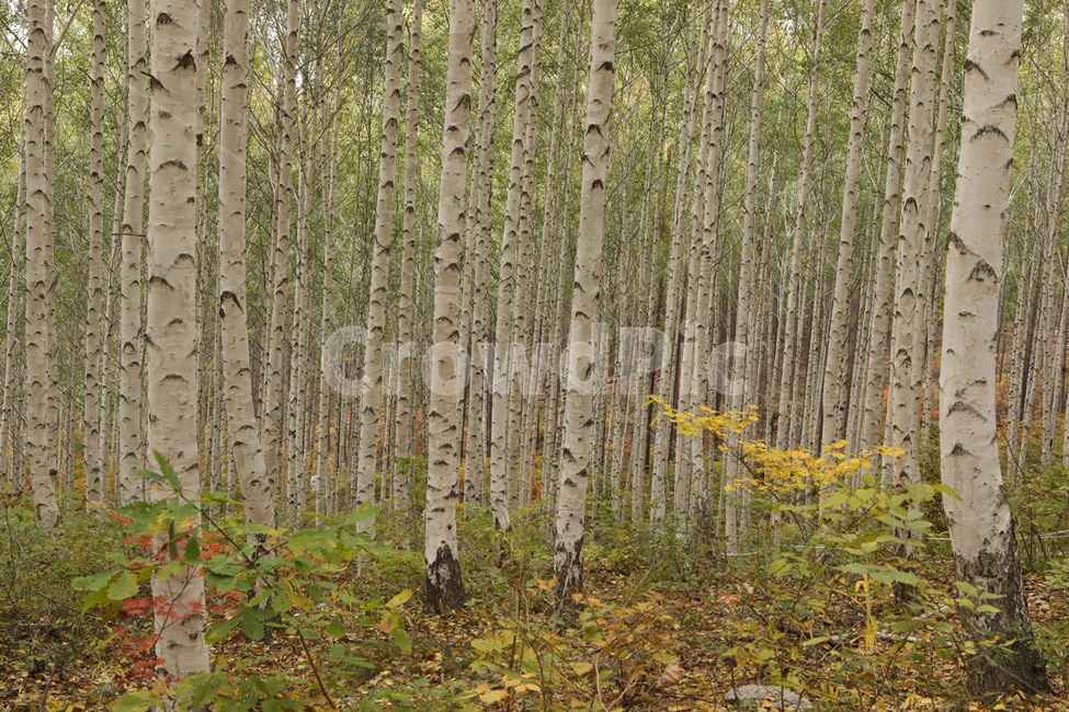 초록,산,나무,경치,자연,가을,계절,fall,autumn,season,자연,풍경,nature,landscape,식물,plants,tree,plant