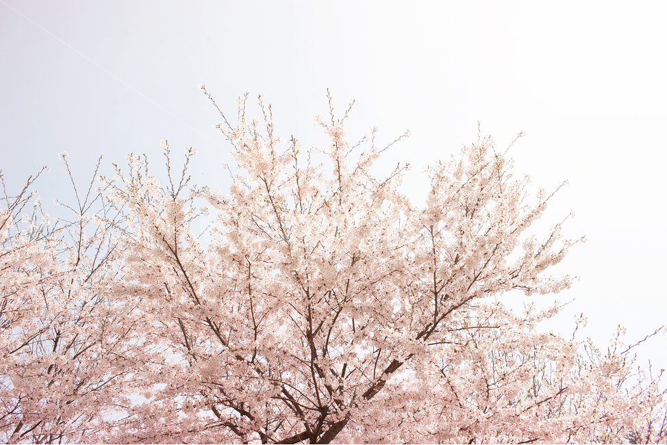 plant,식물,cherryblossom,벚꽃,봄,봄꽃,꽃,flower,식물,자연,plants,nature