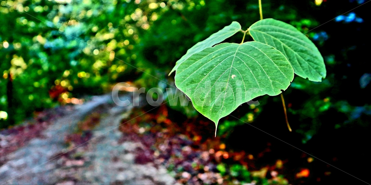 plant,식물,leaf,잎,등산,가을,길,푸른,자연,길가,숲,식물,자연,plants,nature