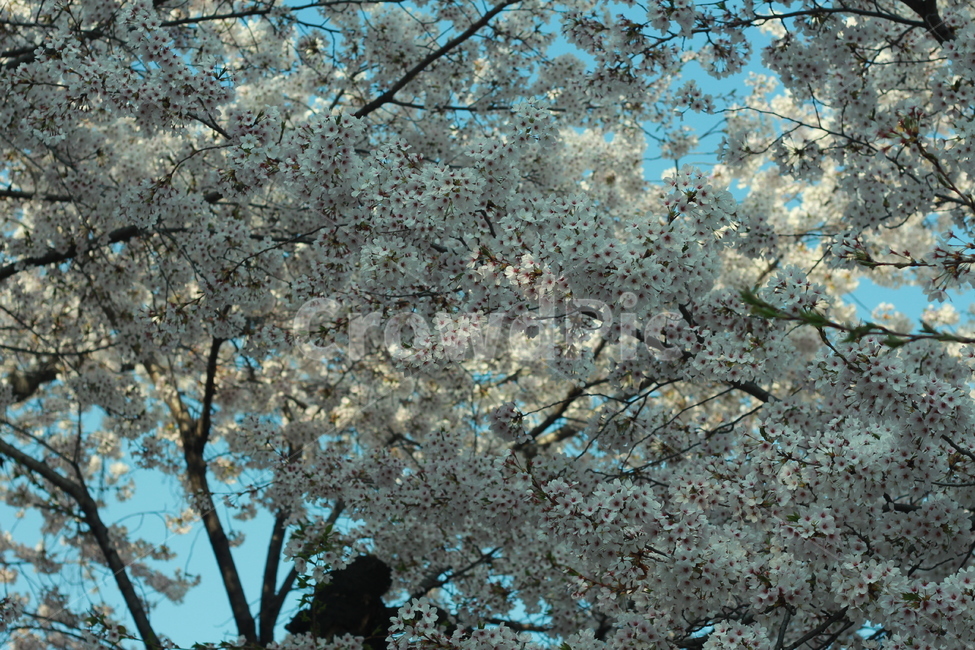 꽃,봄꽃,식물,flower,plants,봄,계절,spring,season,식물,자연,plants,nature,꽃,flower,plant,blossom