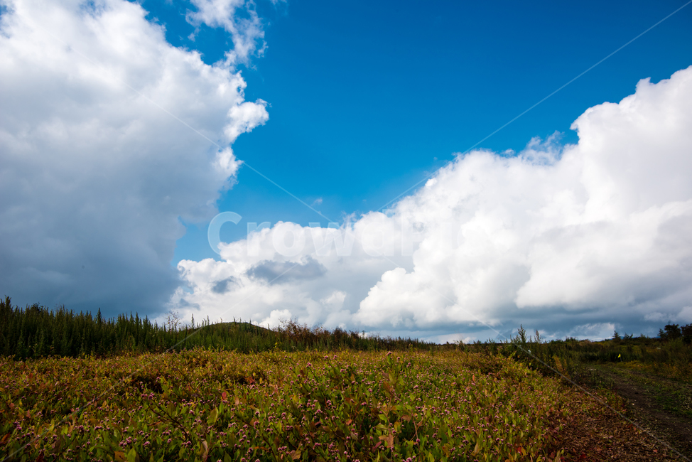 들판,들,녹색,풀,구름,하늘,자연,풍경,nature,landscape