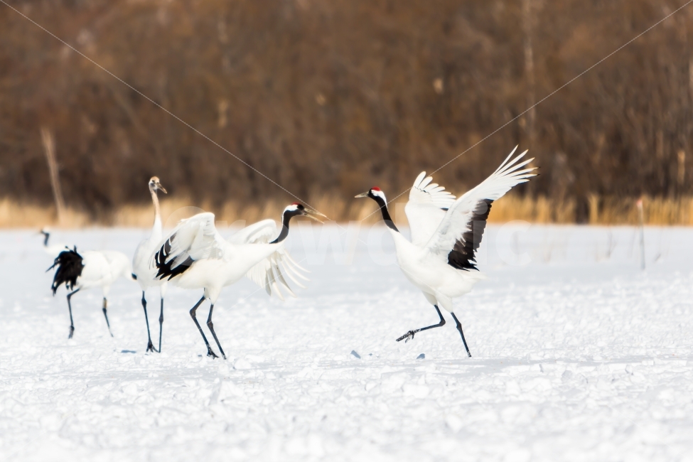 홋카이도,두루미,설국,겨울풍경,일본,겨울,계절,winter,season,동물,animal,조류,새,birds