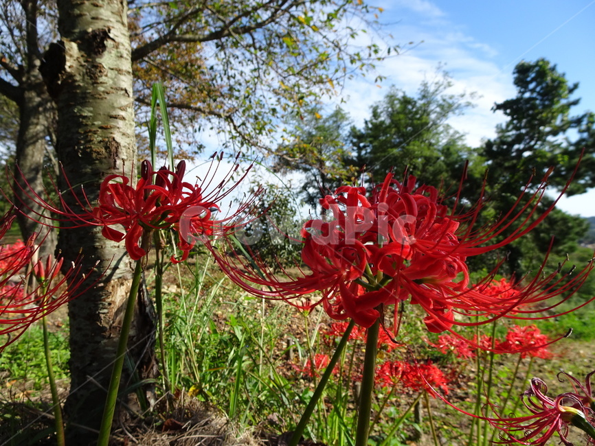 꽃,꽃무릇,상사화,하늘,빨강,식물,자연,plants,nature,꽃,flower