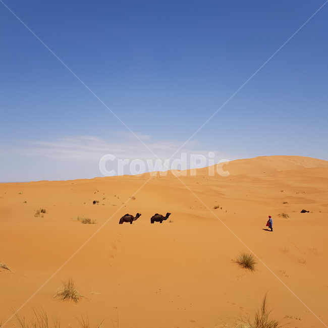 사막,desert,낙타,모래,사막동물,자연,풍경,nature,landscape,해외,외국,세계,foreign,oversea,world,세계자연풍경,해외자연풍경,외국자연풍경,world nature landscape,soil,흙,outdoors,옥외,sand,dune,모래 언덕
