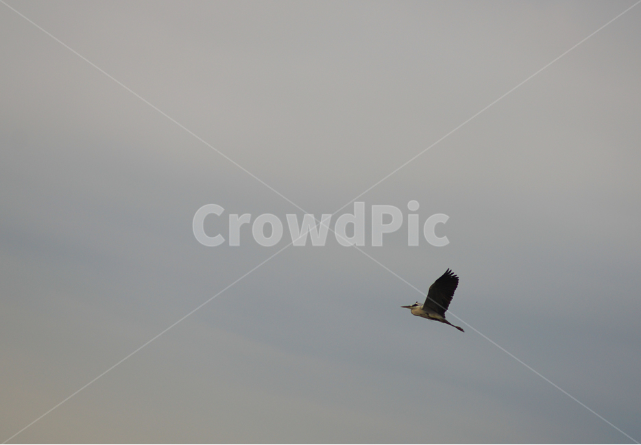 새,조류,도약,하늘,날개,동물,animal,조류,새,birds