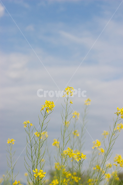 유채,유채꽃,봄꽃,꽃,노란꽃,풍경,자연,nature,식물,자연,plants,nature,꽃,flower