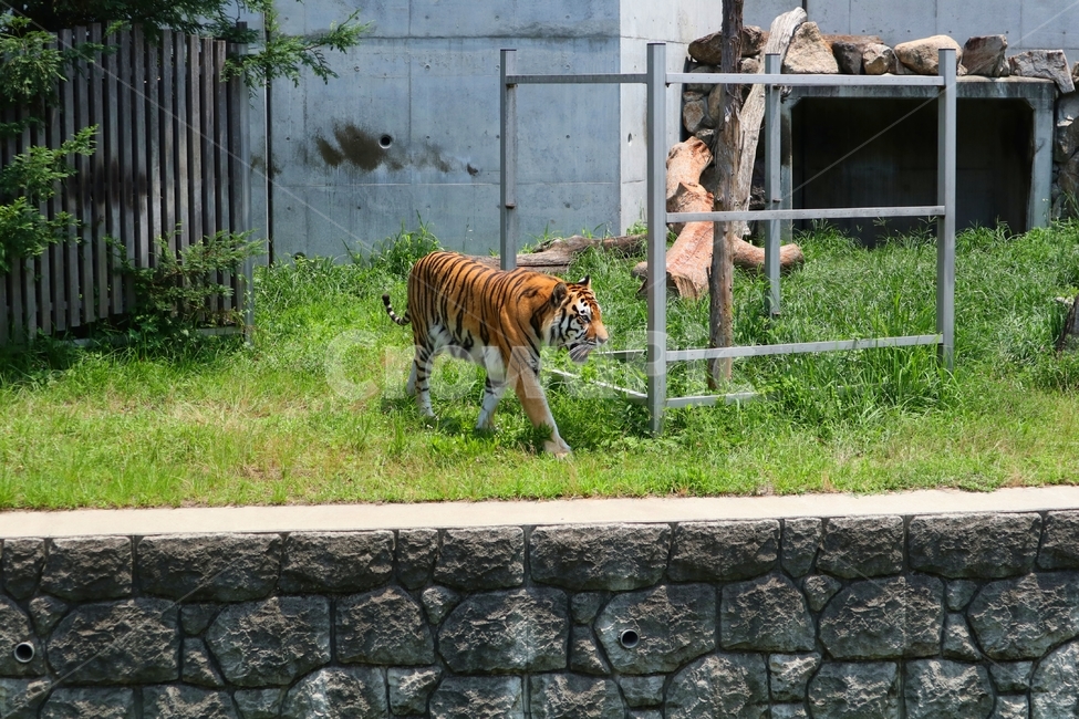 동물,동물원,호랑이,일본,animal,zoo,tiger,japan,동물,animal,포유류,mammal