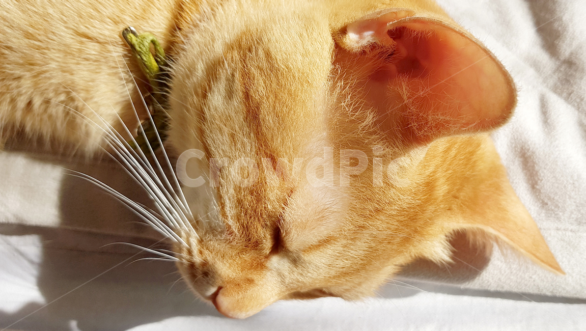 고양이옆모습,자는고양이,치즈태비고양이,노란고양이,cat,고양이,동물,animal,포유류,mammal,고양이,cat,kitten,kitty