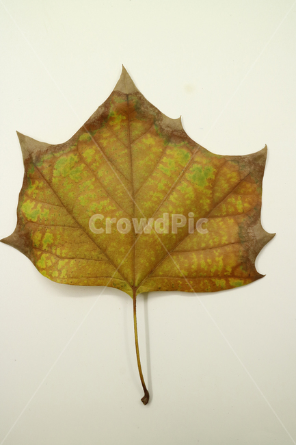낙엽,가을,나뭇잎,잎,잎사귀,계절,식물,자연,낙엽잎,fallenleaves,deadleaves,오브젝트,누끼,가을낙엽,가을,계절,fall,autumn,season,plant,leaf,tree,나무