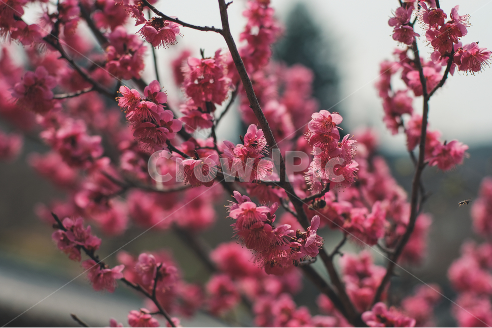 분홍,매화,봄,한국적인,빛,감성사진,핑크,봄,계절,spring,season,식물,자연,plants,nature,꽃,flower,감성,sensible,feeling,plant,blossom