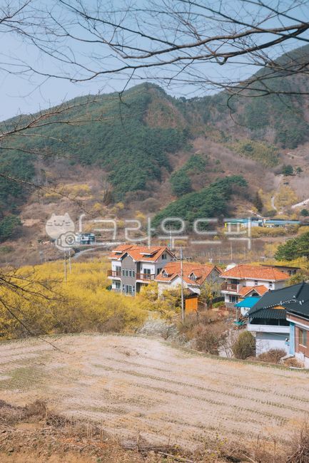 산수유,산수유마을,산수유축제,구례산수유마을,구례산수유축제