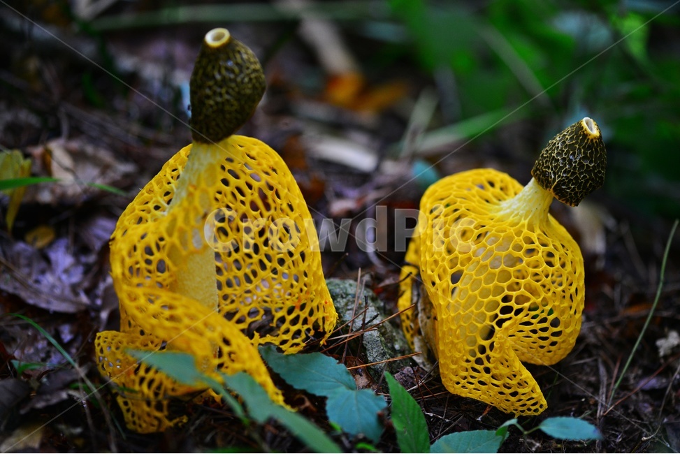 fungus,진균류,plant,버섯,포자,망태버섯,노랑망태버섯,독버섯,자연,식물,소나무숲,여름
