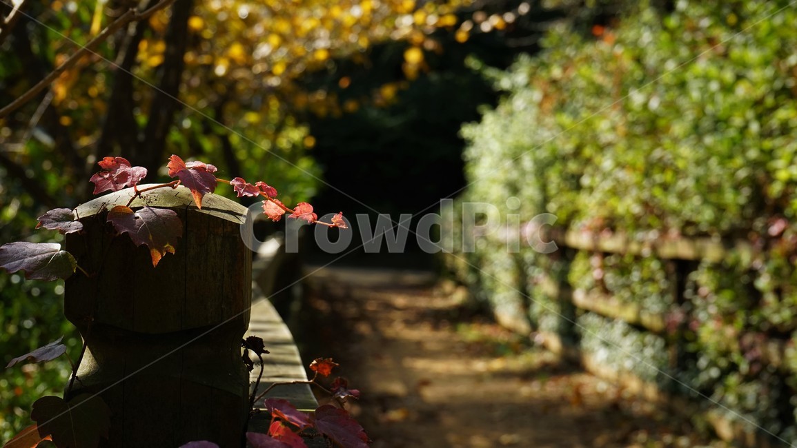 가을,담쟁이,목책,길,햇빛,자연,인공,nature,fall,autumn,road,walkway,sunlight,배경,배경흐림,월페이퍼,감성,가을,계절,fall,autumn,season