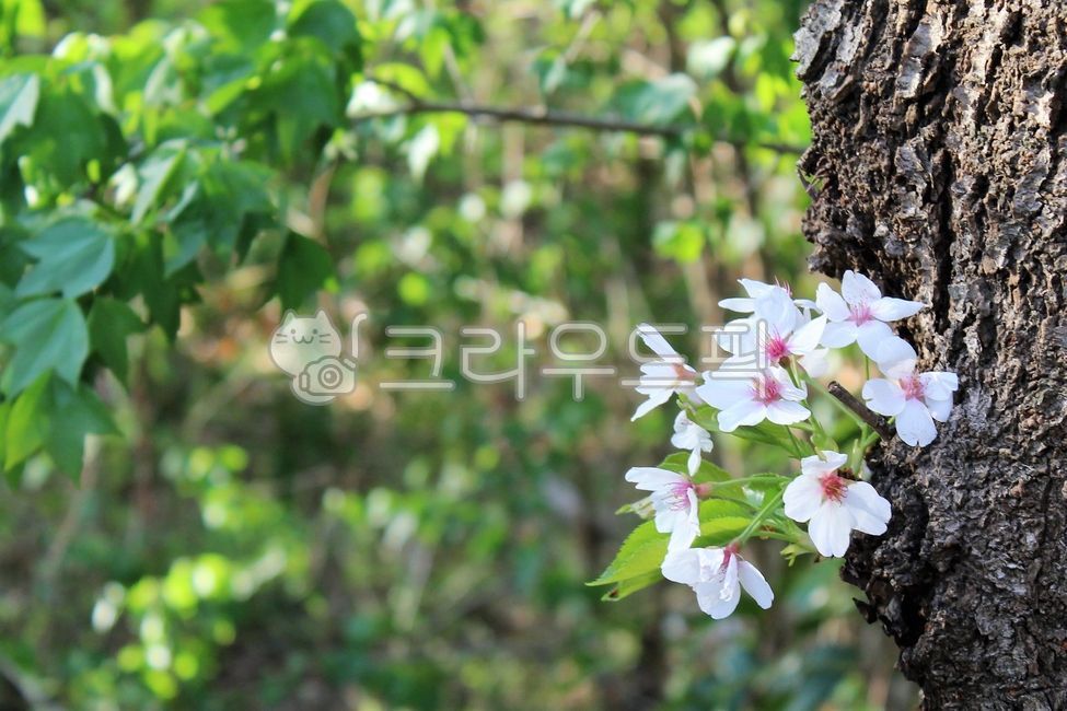 봄,벚꽃,벚나무,나무,나무가지,만개,활짝핀,식물,자연,계절,배경,흰꽃,화사한,꽃,실외,야외,옥외,나들이,봄나들이,아름다운,꽃잎,꽃송이,햇살,빛,spring,flower,tree,plant,nature,petal,season,cherryblossom,새싹,새순,싹